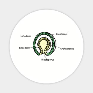 Gastrulation sketch in colour Magnet